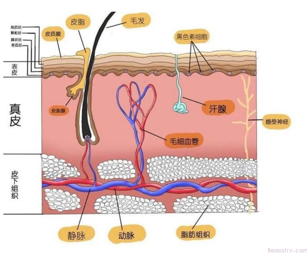 问题肌肤面诊：重塑你的肌肤之路